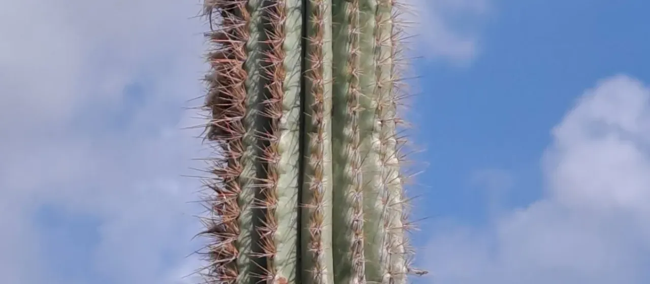 Pilosocereus lanuginosus