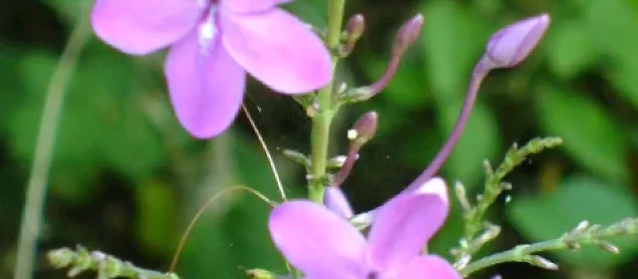 Pseuderanthemum alatum
