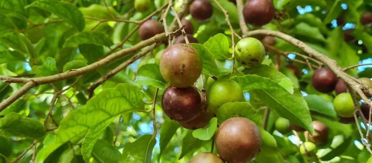 Флакуртия джангомас