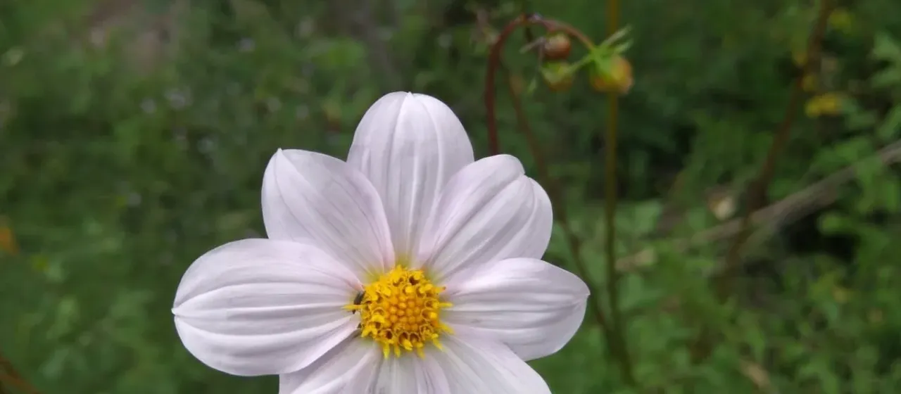 Dahlia