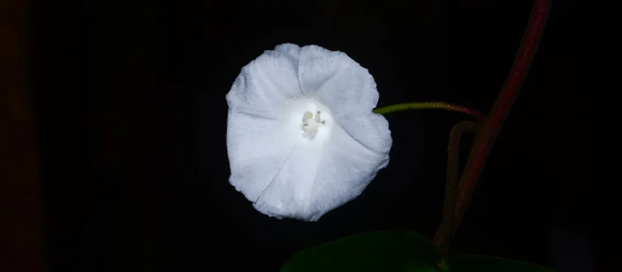 Operculina ventricosa