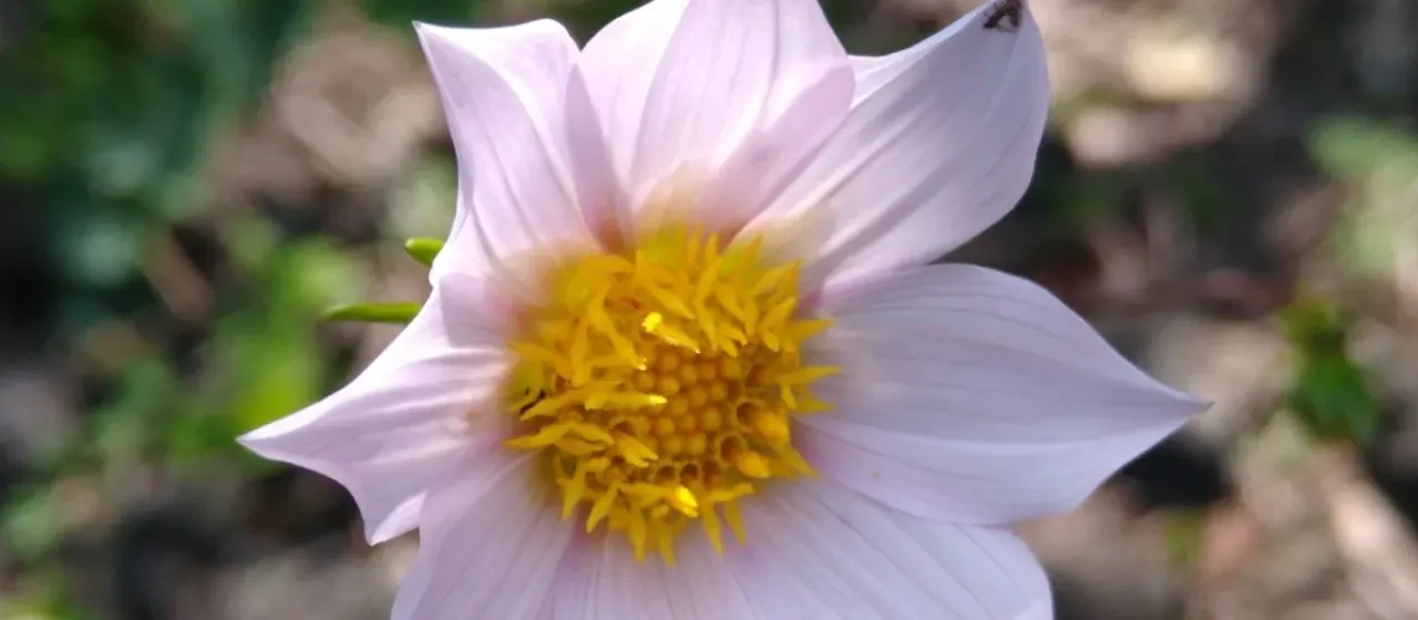 Dahlia