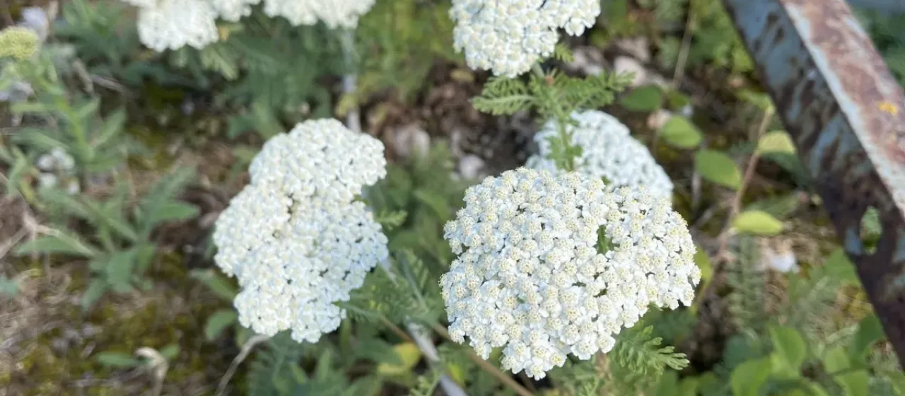 Crithmifolia yarrow
