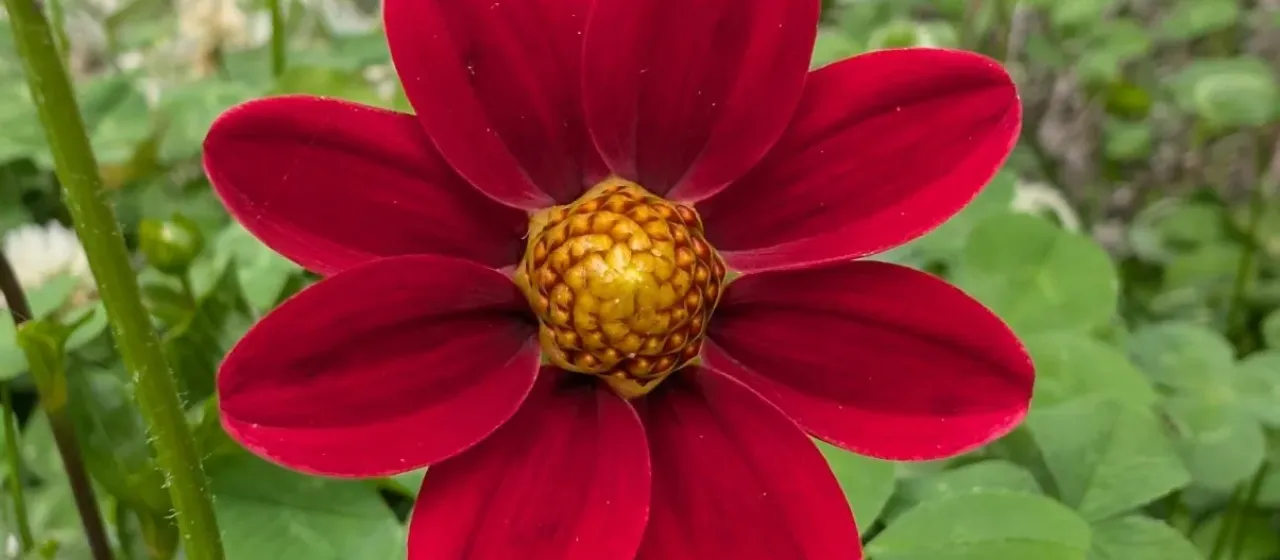 Dahlia pinnata