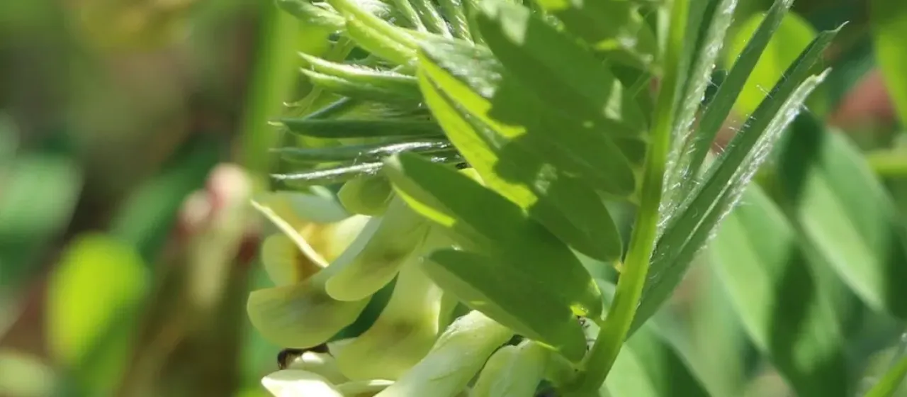 Fringed vetch