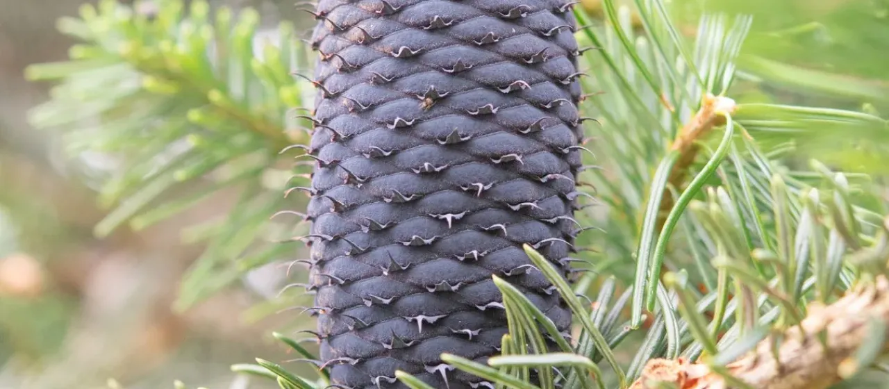 Sikkim fir