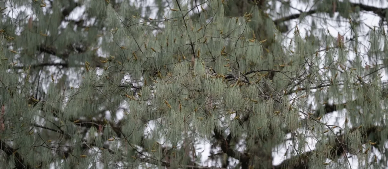 Bhutan pine
