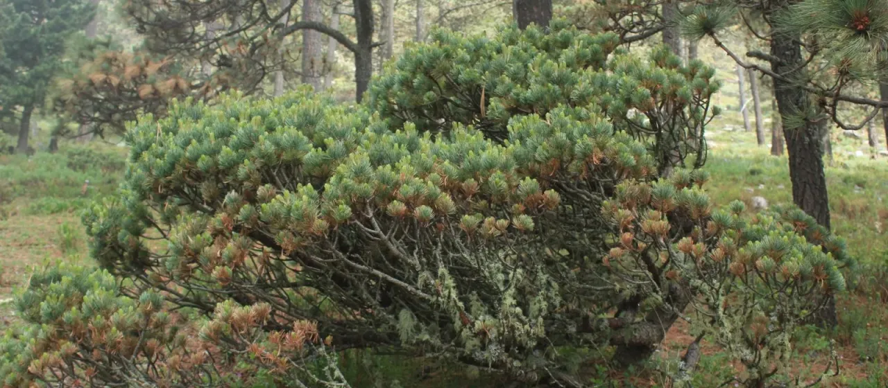 Culminicola pine