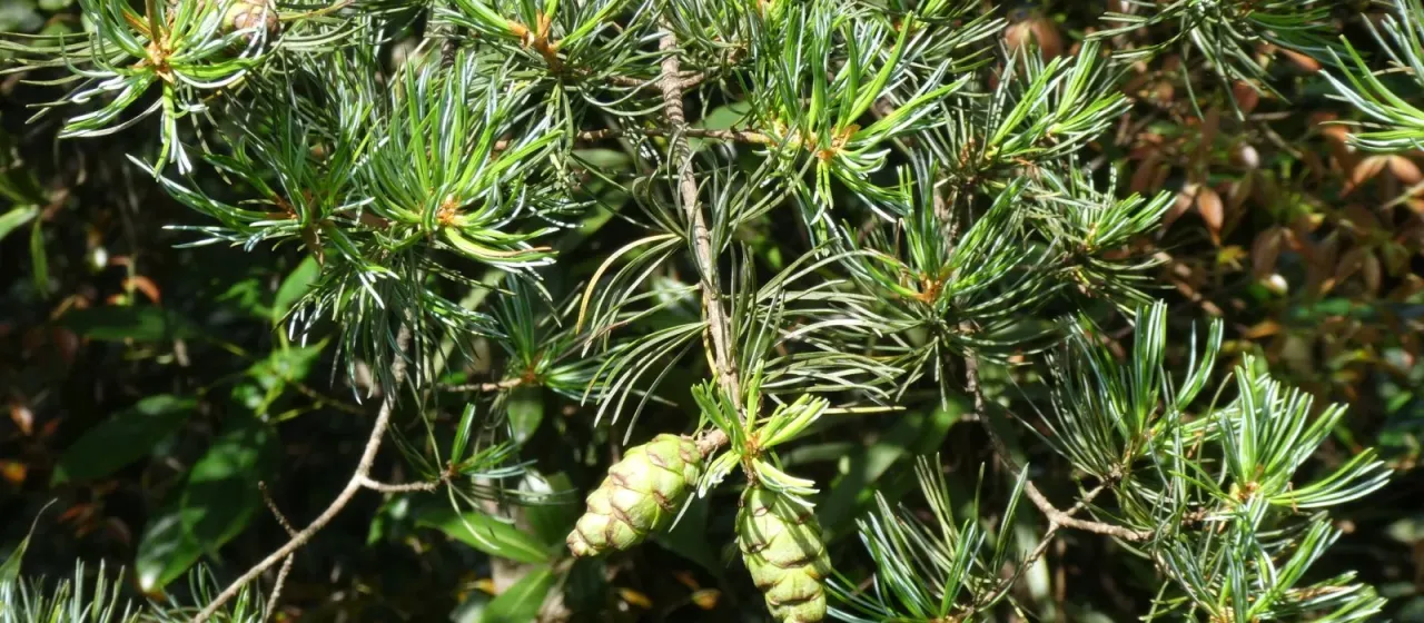 Fenzel pine