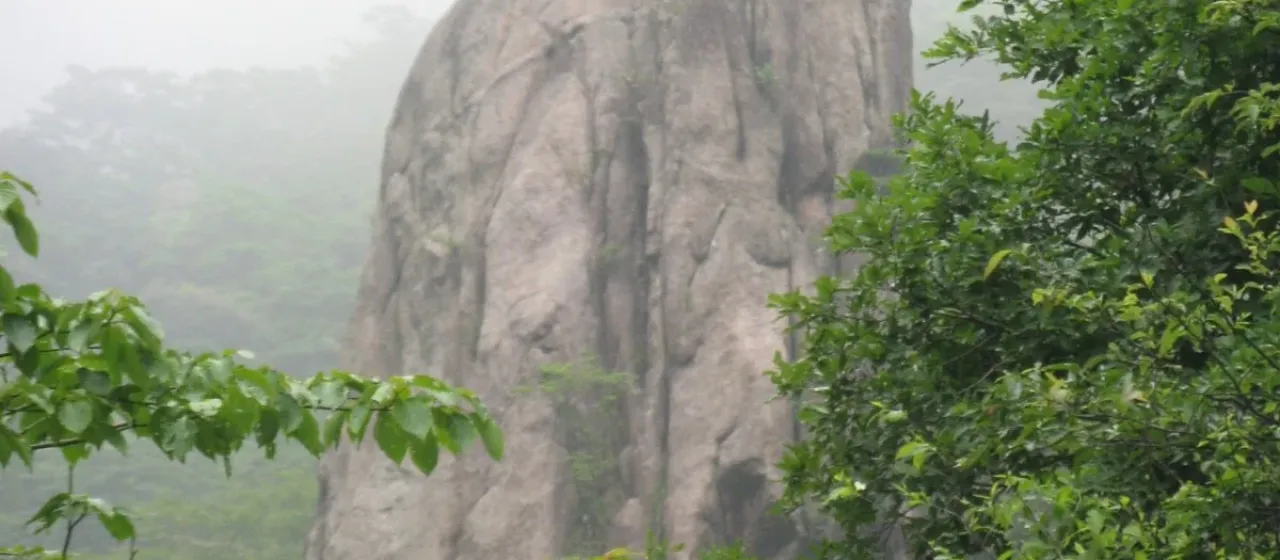 Huangshan pine