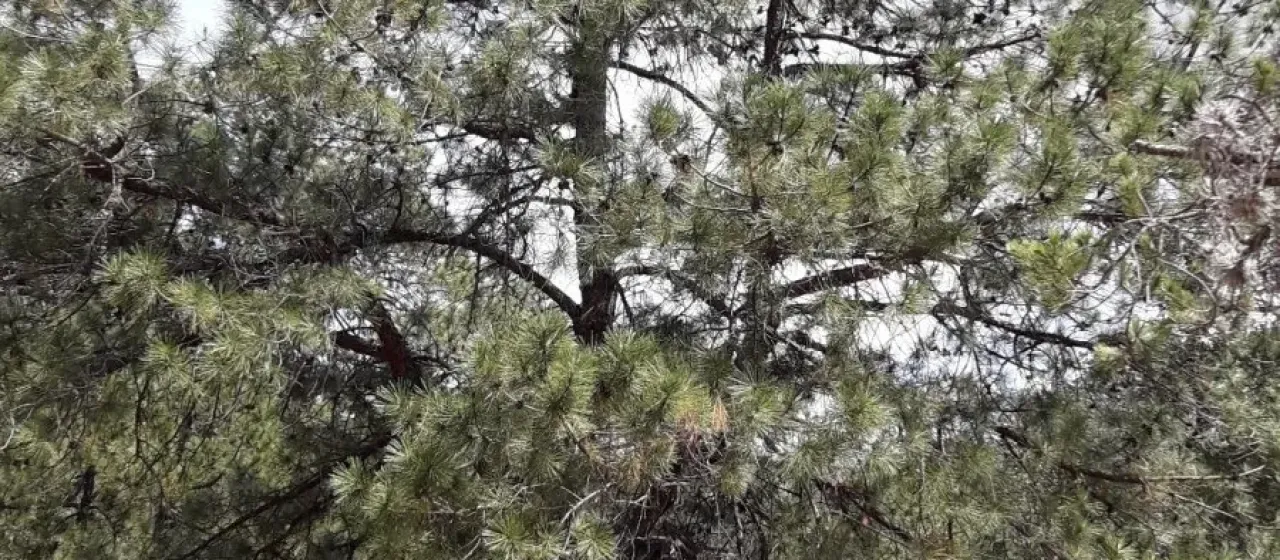 Lawson pine