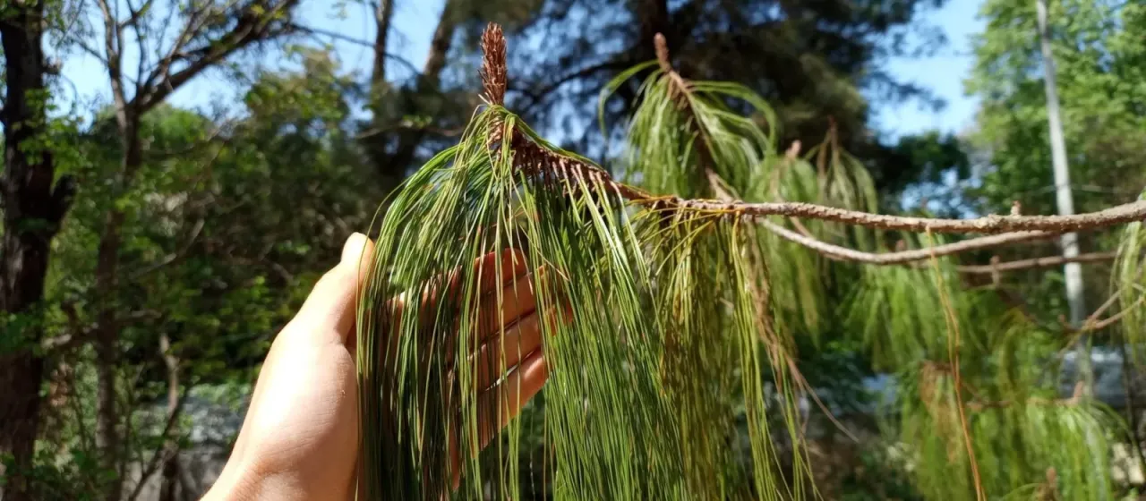 Lumholtz's pine