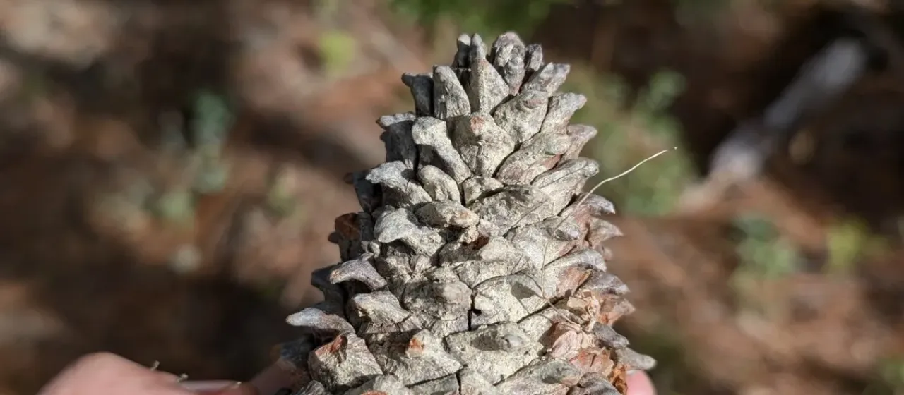 Oaxacan pine