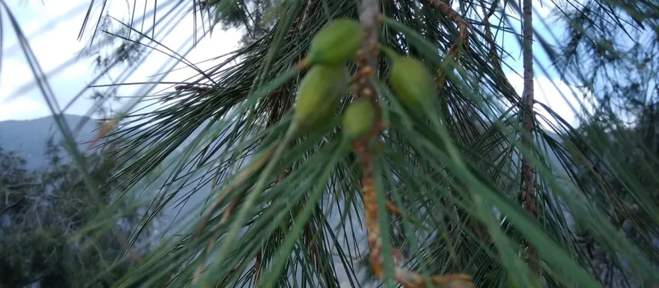 Pince's pine