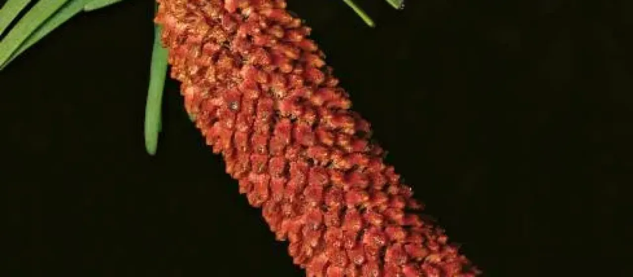 Wollemi pine