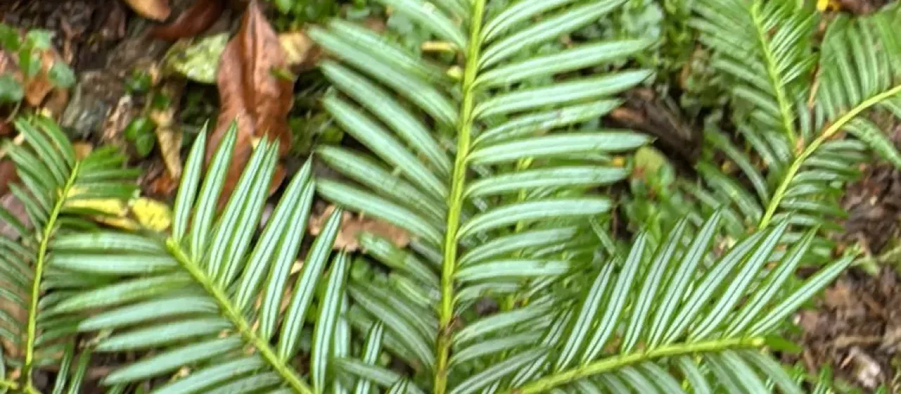 Prumnopitys standleyi