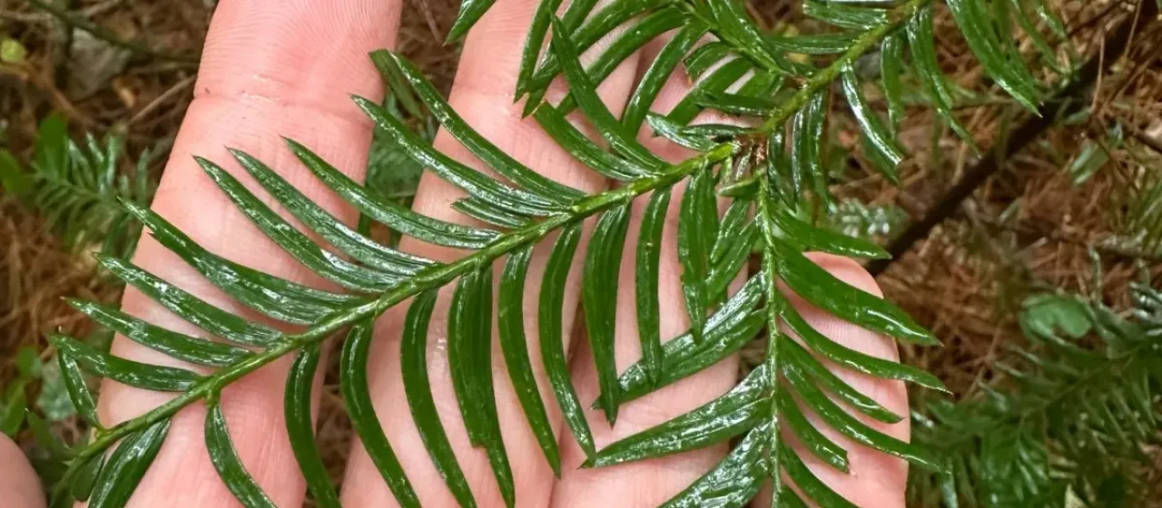 Mexican yew