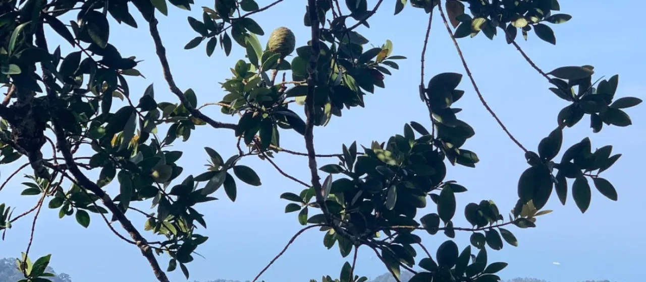 Borneo Kauri