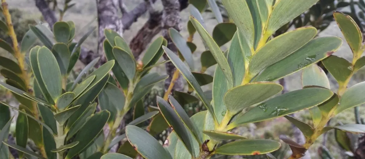 Ovate kauri