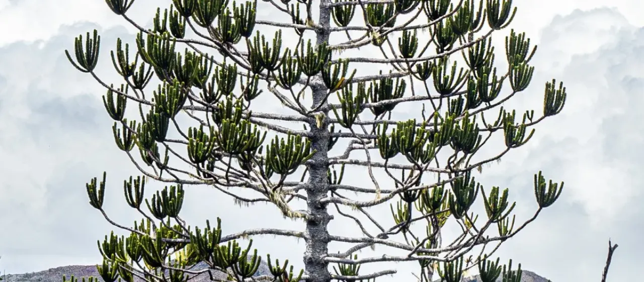 Araucaria rulei