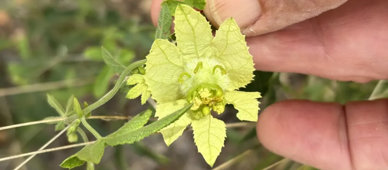 Dalechampia L.