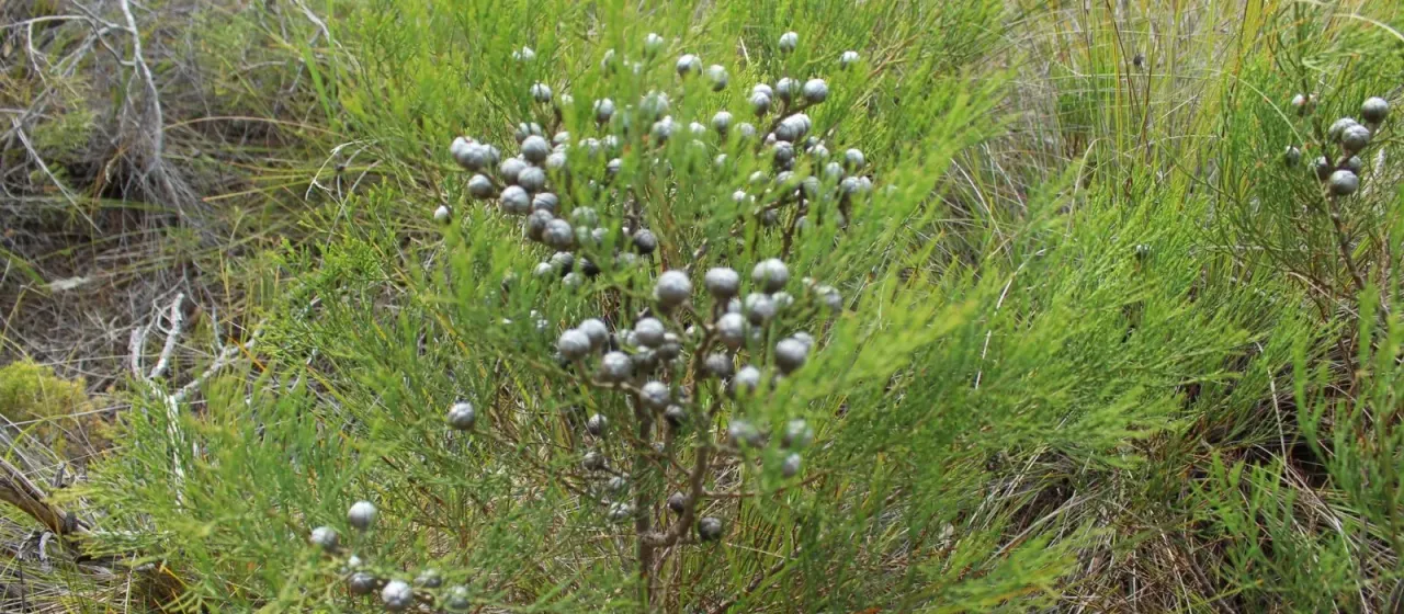Callitris drummondii