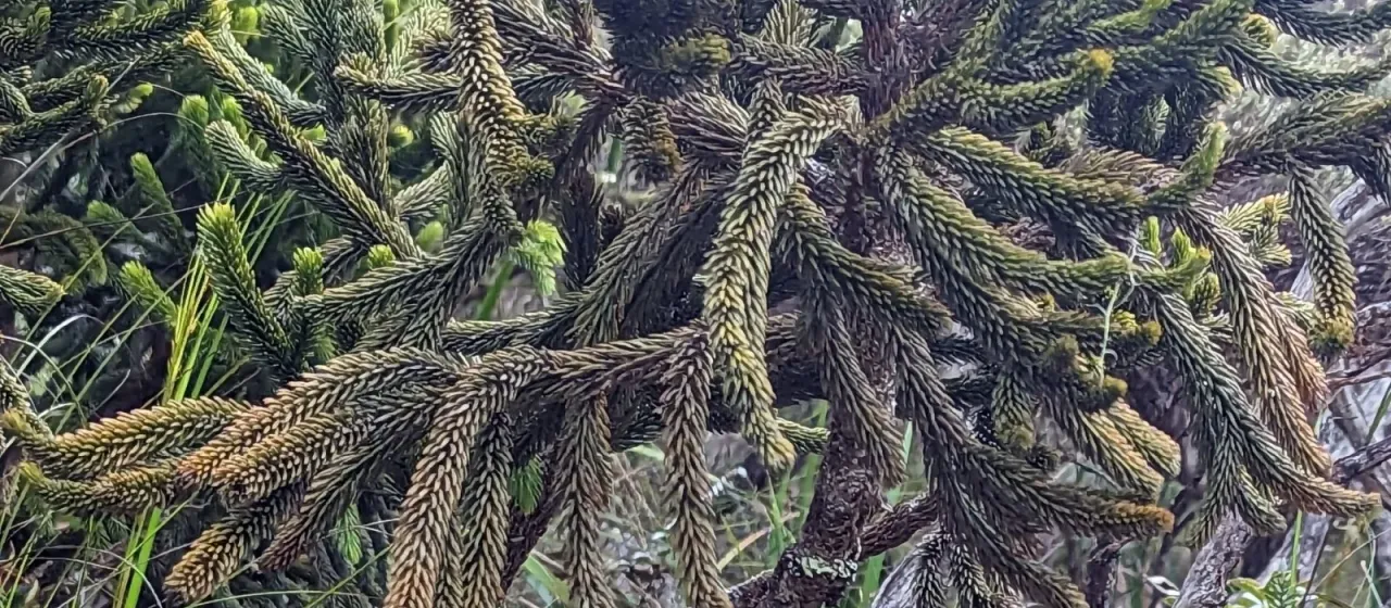 Dacrydium gibbsiae