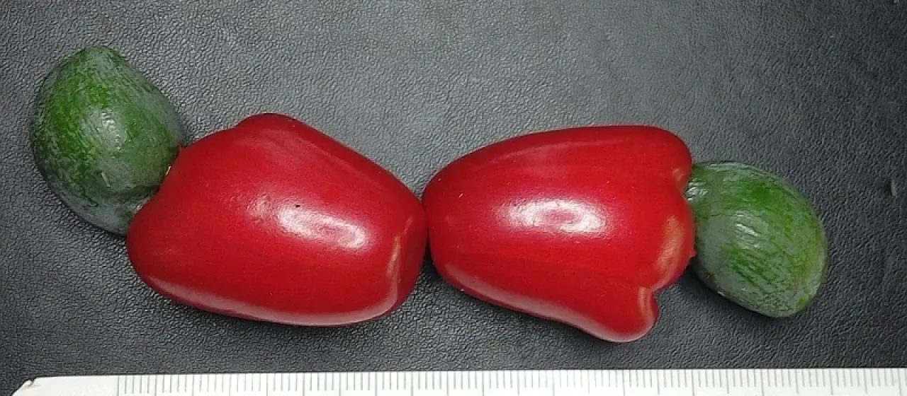 Podocarpus dispermus