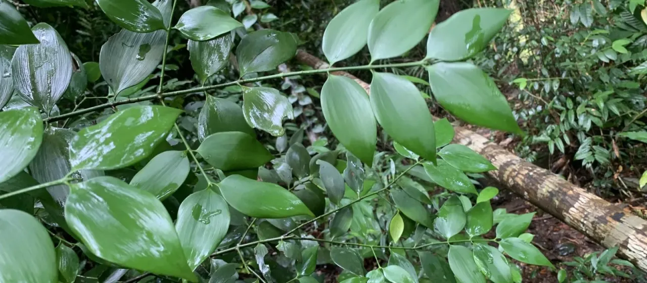 Nageia wallichiana