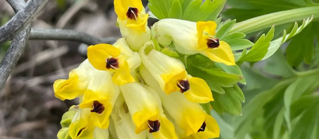 Noble fumewort