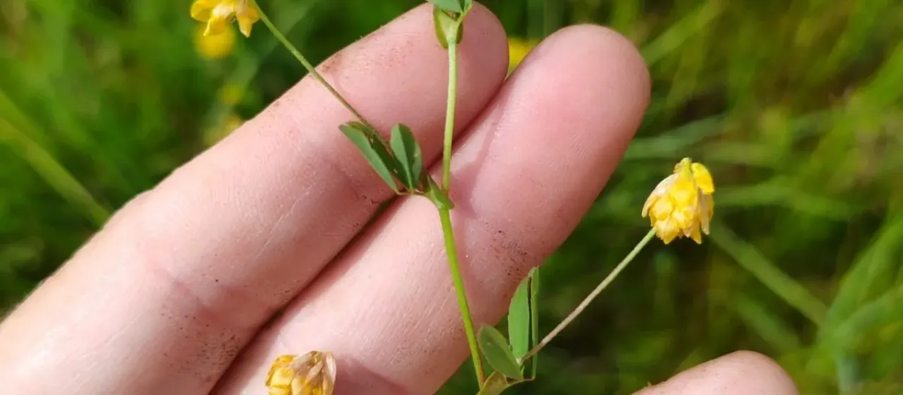 Hop trefoil