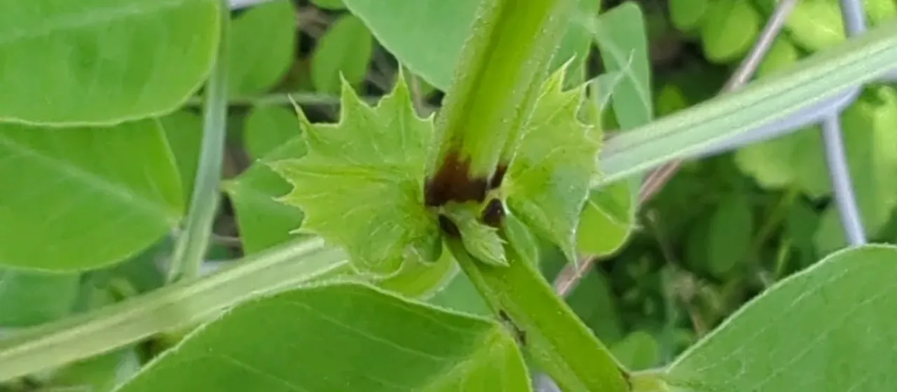 Wood vetch