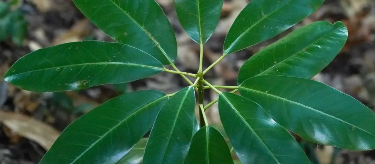 Daphniphyllum macropodum