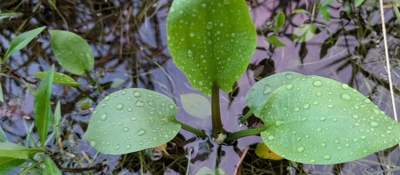 Alisma subcordatum