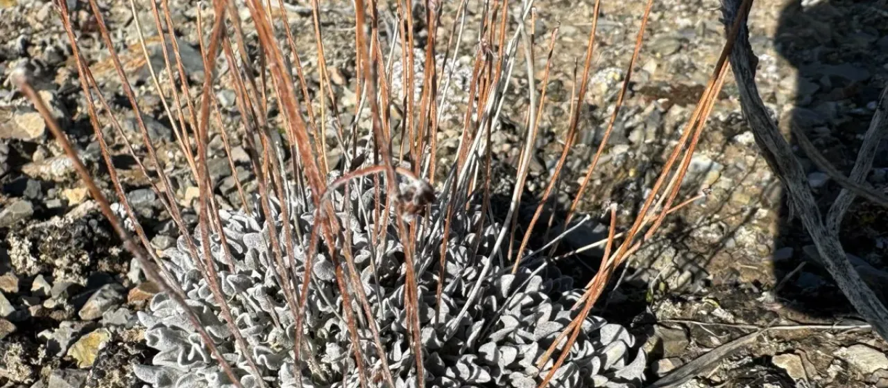 Oval-leaf buckwheat