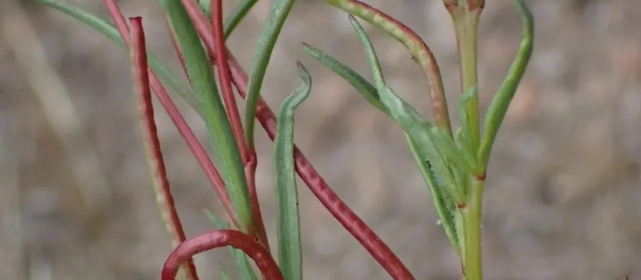 Camissonia contorta