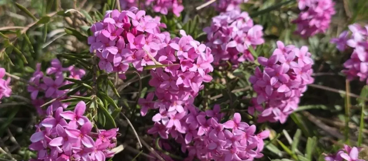 Garland flower