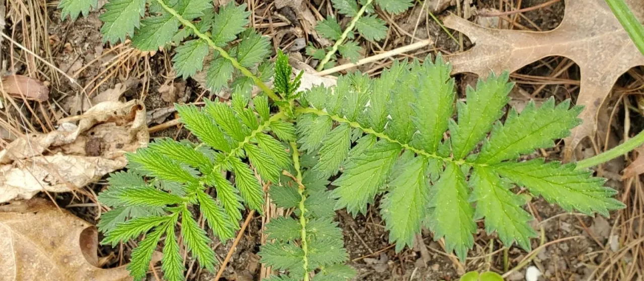 Smallflower agrimony
