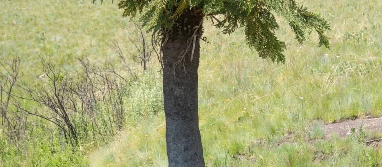 Common tree fern
