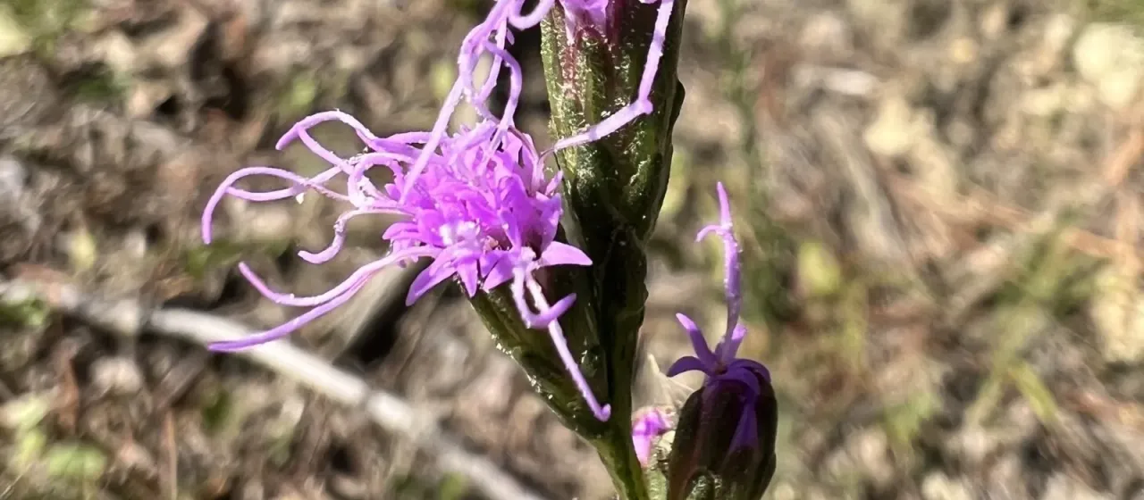 Liatris pilosa