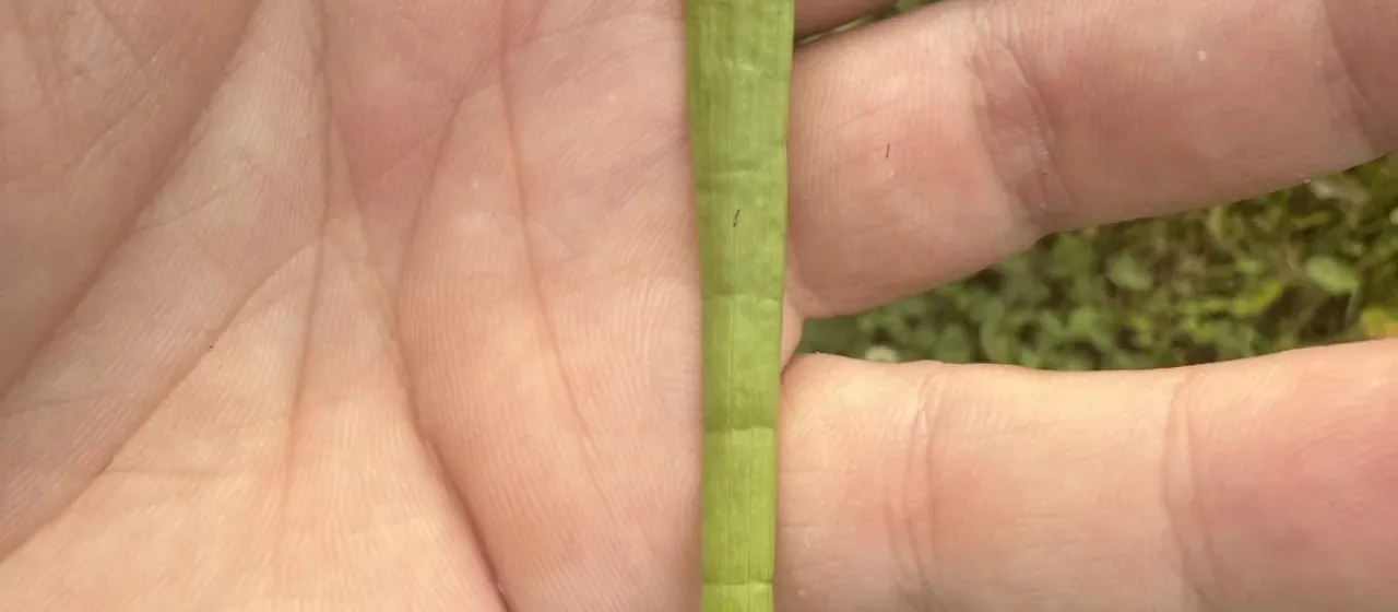 Carolina lilaeopsis