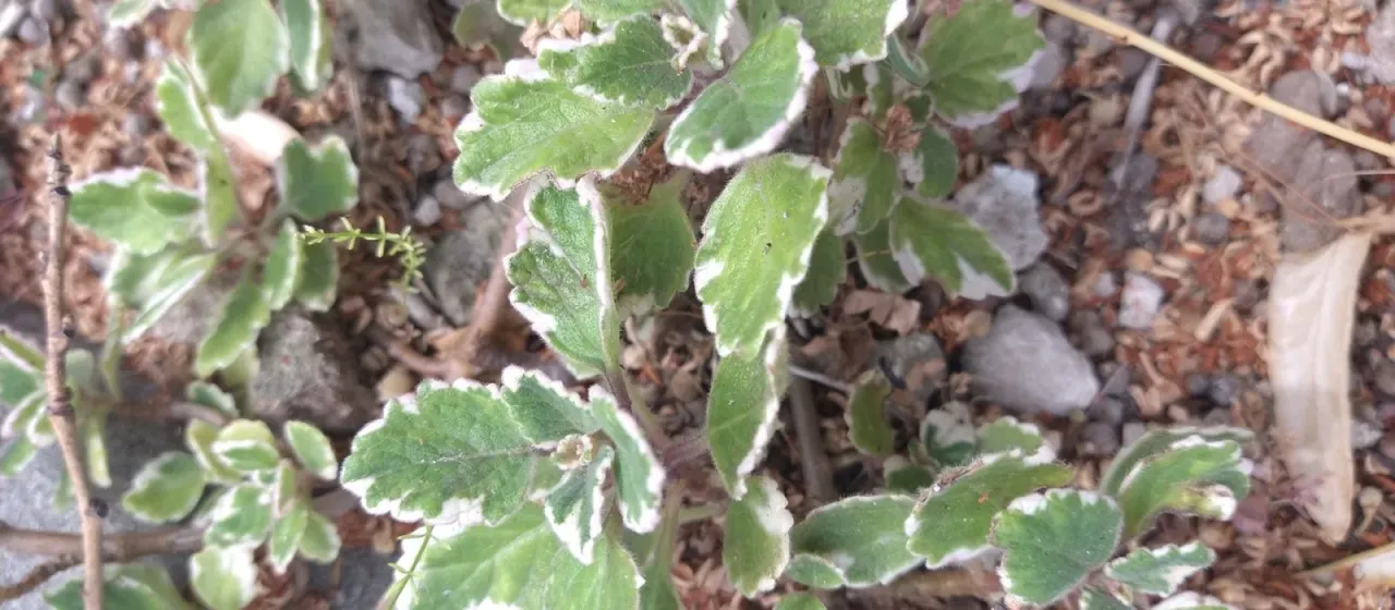 Coleus forsteri
