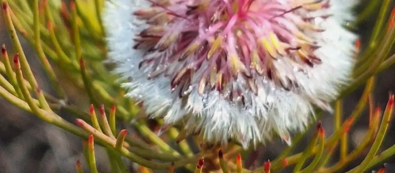 Serruria phylicoides