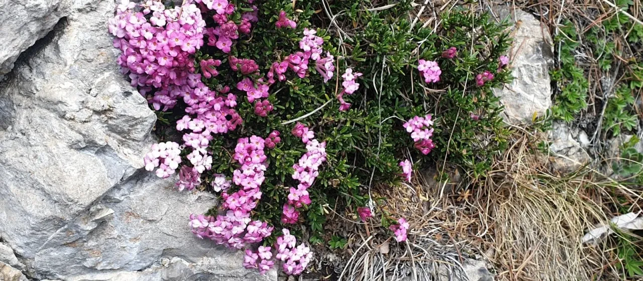 Rock daphne