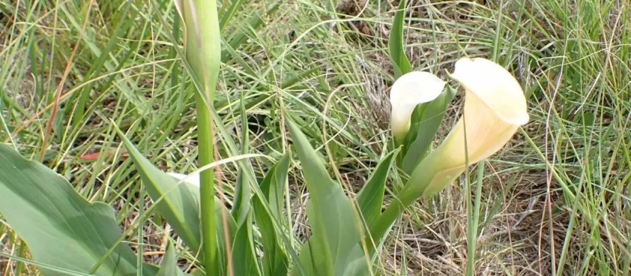Zantedeschia rehmannii