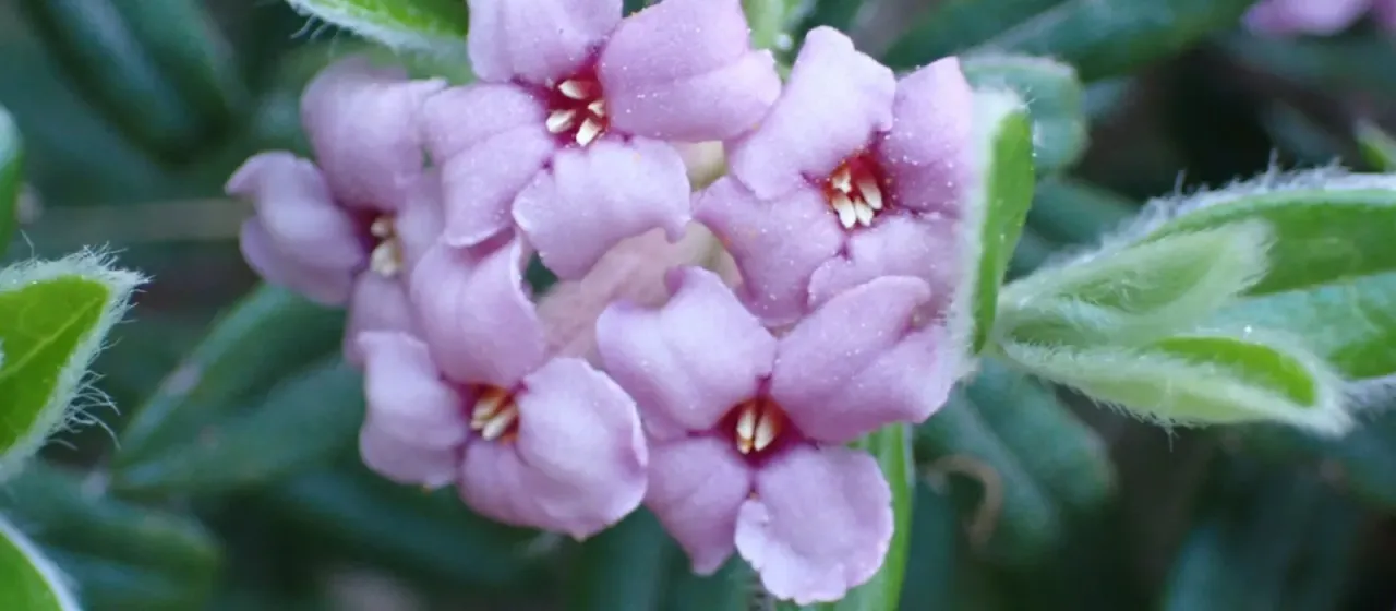 Daphne sericea