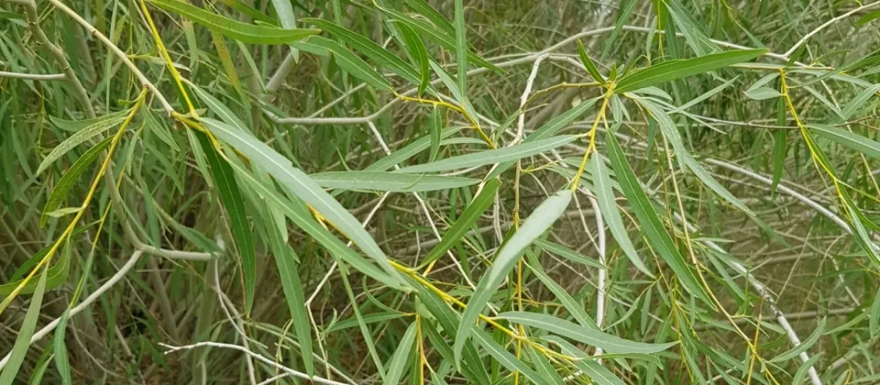 Slender-catkin willow