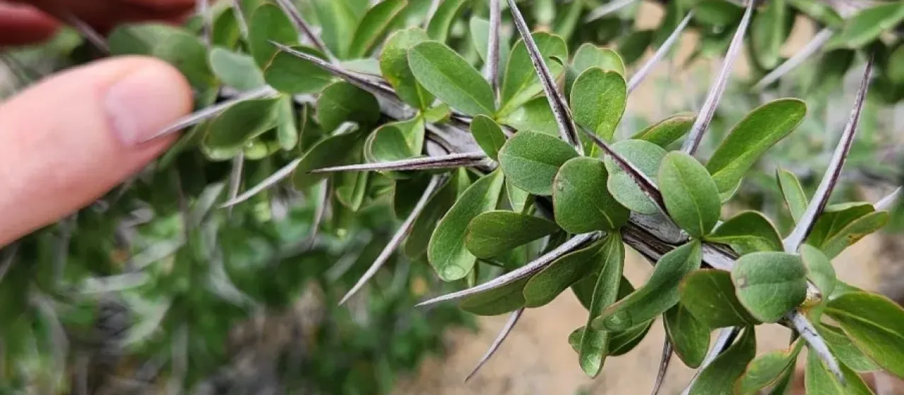 Ocotillo