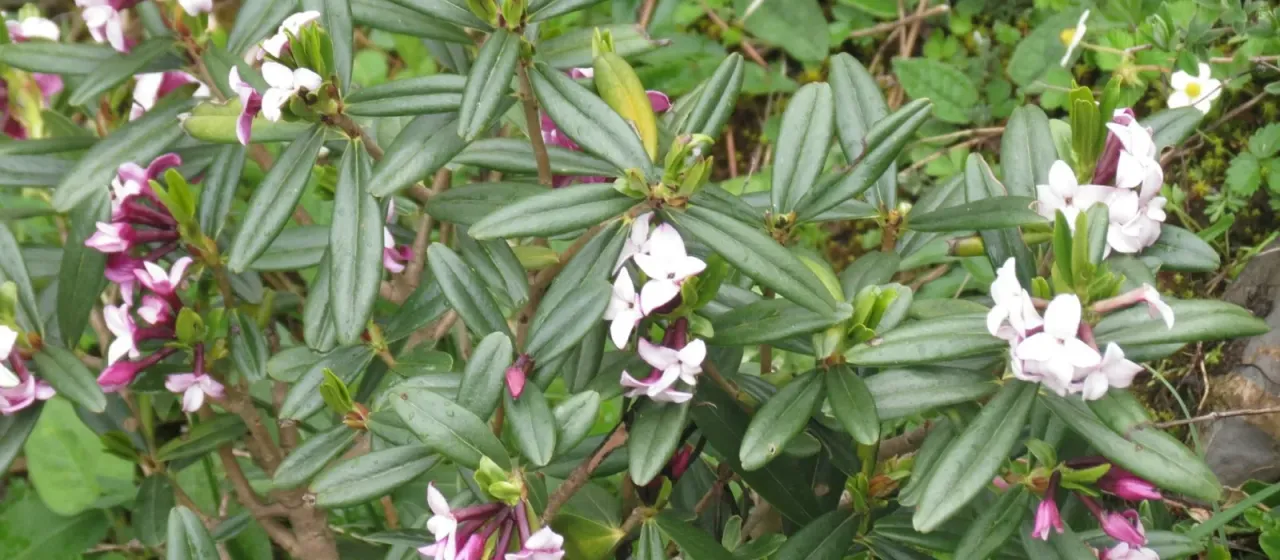 Tangut Daphne