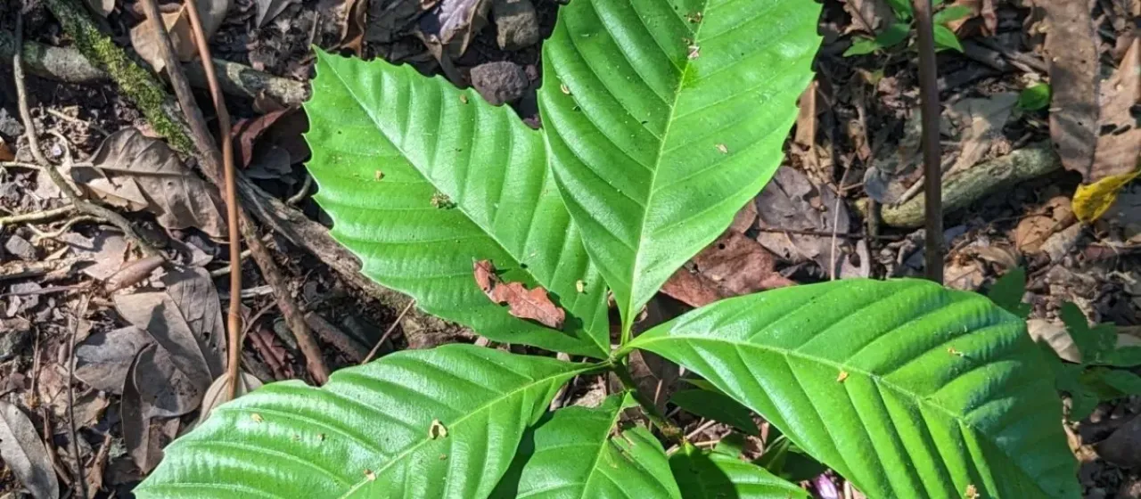 Doliocarpus dentatus